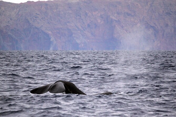 Responsible Whales and/or Dolphins Watching Tour - Madeira’s Whale Watching Reputation Is Real