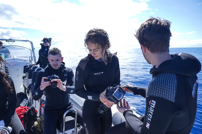 Responsible Whales and/or Dolphins Watching Tour - Boarding and the Speedboat Reality Check