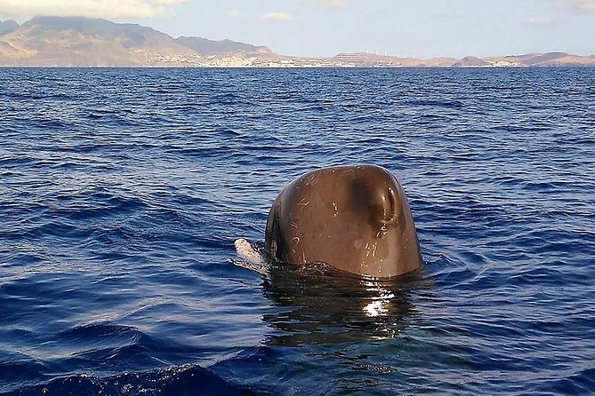 Responsible Whales and/or Dolphins Watching Tour - Wildlife Viewing: Close, But Not Rude