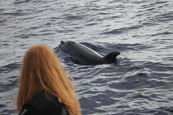 Responsible Whales and/or Dolphins Watching Tour - The Human Part: Marine Biologists You Actually Benefit From