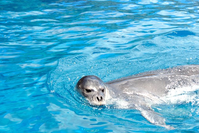 Responsible Whales and/or Dolphins Watching Tour - Weather, Timing, and Why Waiting Can Pay Off