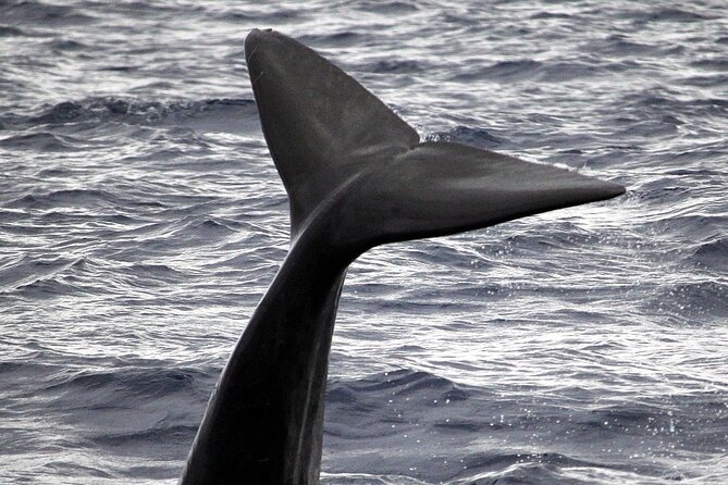 Responsible Whales and/or Dolphins Watching Tour - Meeting at Marina do Funchal: Find Gate 4 Early