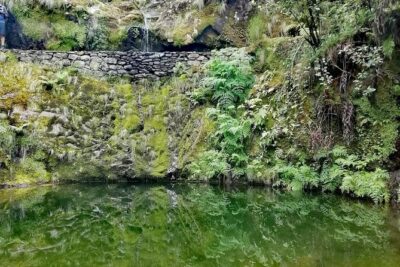 Ribeiro Frio - Portela - The 11 km levadas walk: plants, birds, and a guided pace that works