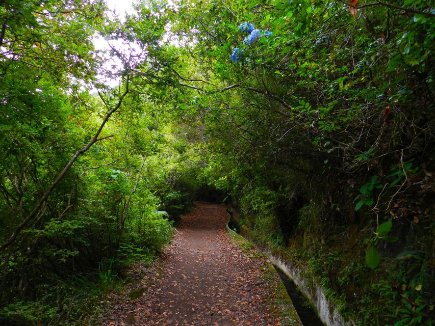 Ribeiro Frio / Portela - Levada Walk - From Pickup to Trail: where the day starts in Funchal and beyond