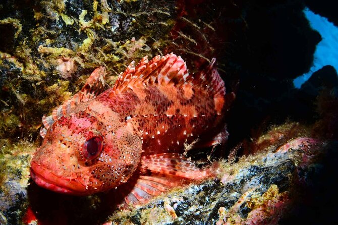 Scuba Diving Experience for Beginners in Ponta de São Lourenço - Key things that make this experience worth it