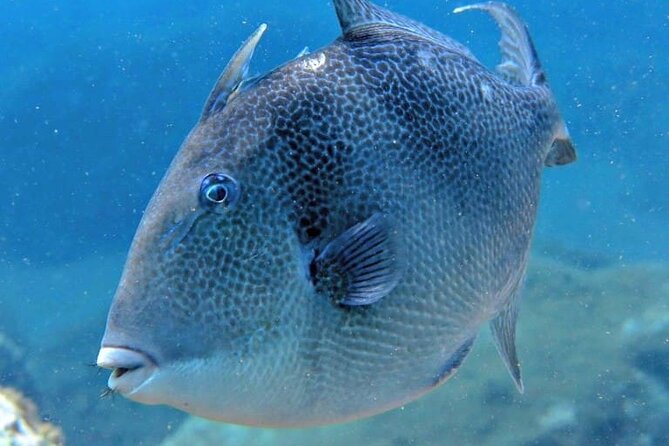 Scuba Diving Experience for Beginners in Ponta de São Lourenço - Small-group coaching and safety that feels hands-on