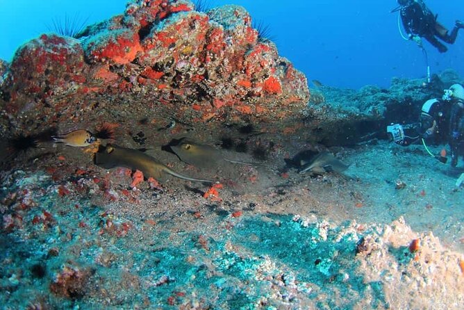 Scuba Diving Experience for Beginners in Ponta de São Lourenço - What your 2.5 hours actually feel like
