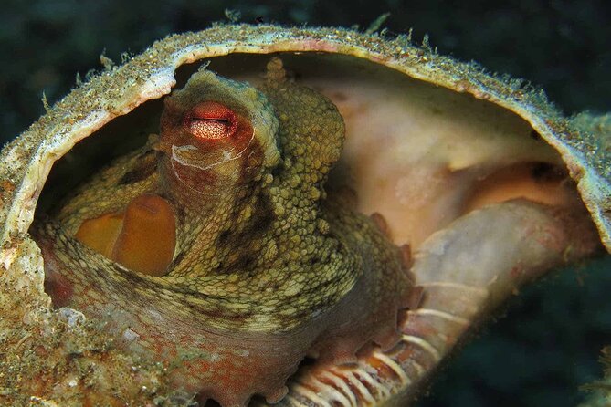 Scuba Diving Experience for Beginners in Ponta de São Lourenço - Equipment and comfort: what’s included, and what you should plan for