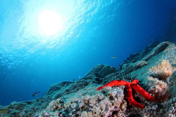Scuba Diving Experience for Beginners in Ponta de São Lourenço - Who should book this, and who might want to rethink it