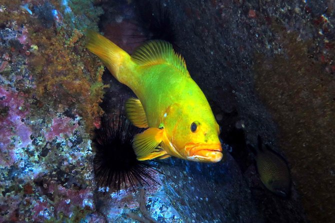 Scuba Diving Experience in Madeira - Key highlights worth planning around