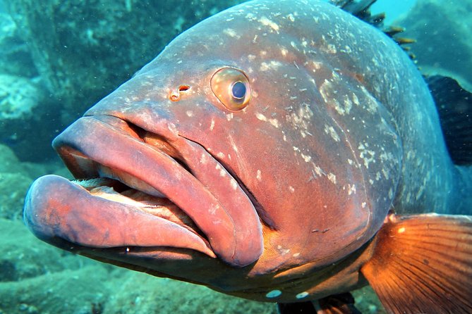 Scuba Diving Experience in Madeira - Pool Session at Shallow Depth: Practice Breathing and Control