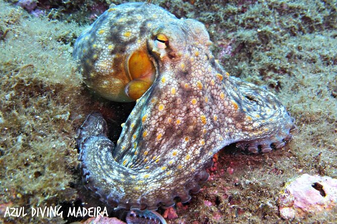 Scuba Diving Experience in Madeira - What You’ll See Under the Water: Fish Close to Shore