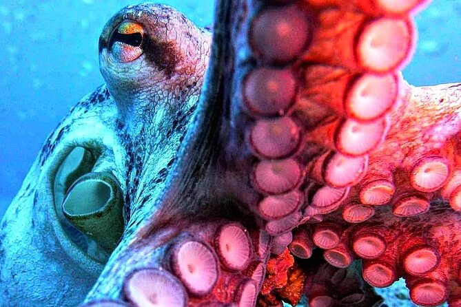 Scuba Diving Experience in Madeira - Price and Value: $50.81 for a Full Guided Beginner Program