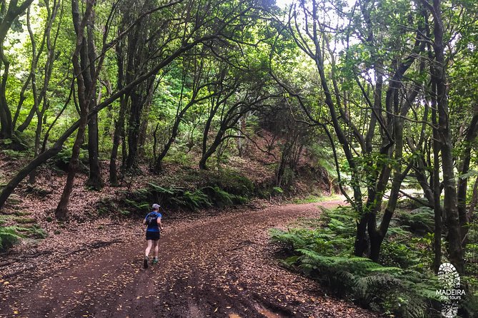 Sea 2 Mountain Running Tour (Moderate-Hard) - Levada running inside Madeira Laurissilva: Where things get calmer