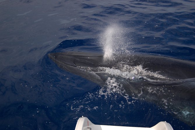 Seaborn Catamaran trips - Cabo Girao and open-ocean views from Funchal
