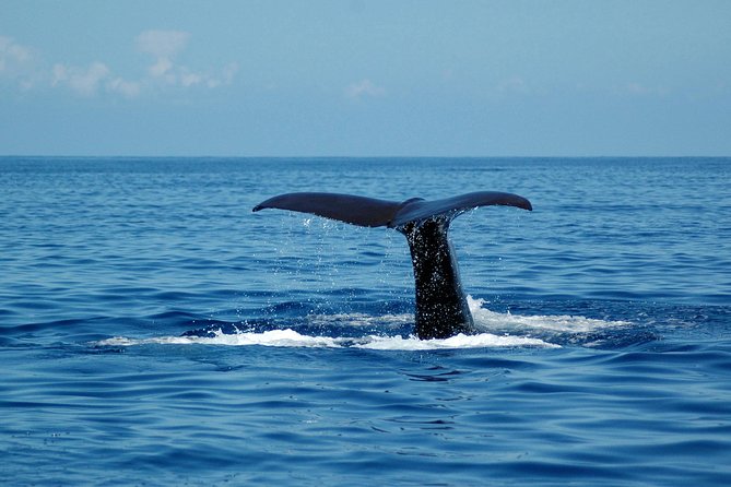 Seaborn Catamaran trips - Responsible marine watching and the crew’s role in your day