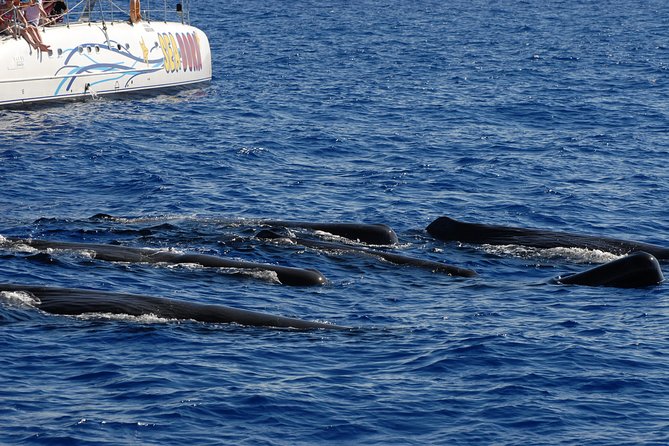 Seaborn Catamaran trips - The onboard bar, swim time, and how to stay comfortable