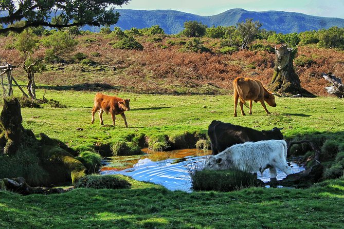 Shore Excursion - Northwest Terraces and Volcanic Pools 4x4 tour - Vereda do Fanal: the UNESCO-native forest moment
