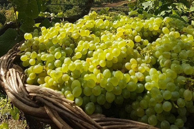 Signature Wine Tastings, Skywalk, Nature 4x4 Open Roof Expedition - The Open-Roof 4x4 Ride: Fun, Views, and One Smart Packing List