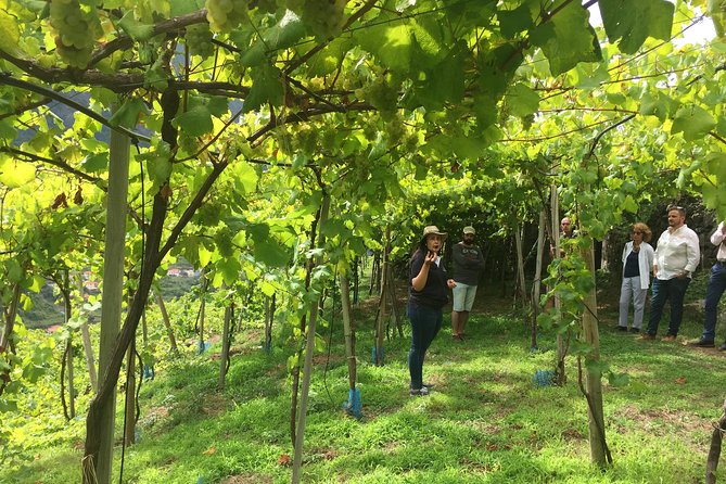 Signature Wine Tastings, Skywalk, Nature 4x4 Open Roof Expedition - Camara de Lobos: Fishing Village Feel and a Madeira Wine Lodge Stop