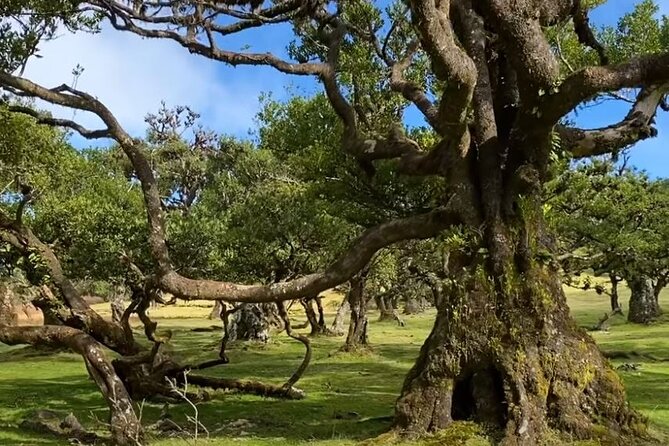 Small Group West Tour Waterfalls & Fanal Forest Tour - Ribeira Brava Beach and Ponta do Sol: Church, Promenade, and Bananas