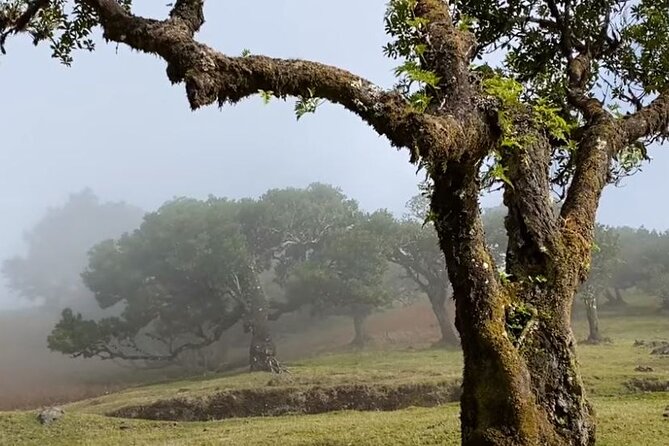 Small Group West Tour Waterfalls & Fanal Forest Tour - Vereda do Fanal: Fog, 600-Year-Old Laurel Trees, and What to Bring