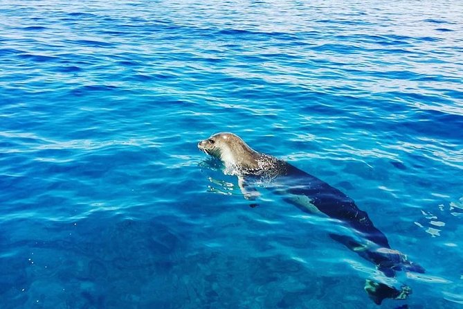 Snorkelling Trip at Ponta de São Lourenço Protected Area - Boats, water conditions, and comfort in the real world