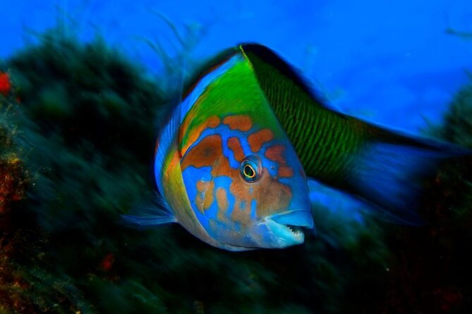Snorkelling Trip at Ponta de São Lourenço Protected Area - Price and value: is $42.24 a fair deal?