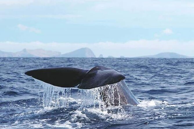 Sunset Catamaran Tour l Madeira Island - The water stop: snorkeling gear and crystal-clear swimming time