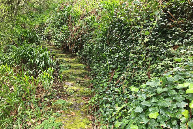 Vale Paraiso - Paradise Valley Walk - What you’re really doing on the trail: easy, shaded, and levada-shaped