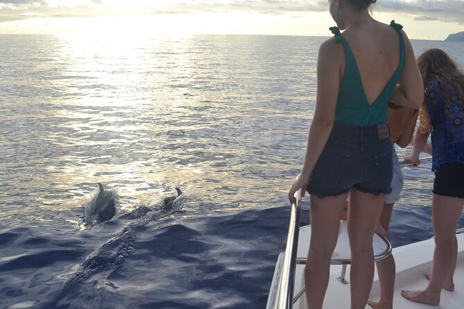 VipDolphins Luxury Whale Watching - Price and Value: Why $95.53 Can Make Sense
