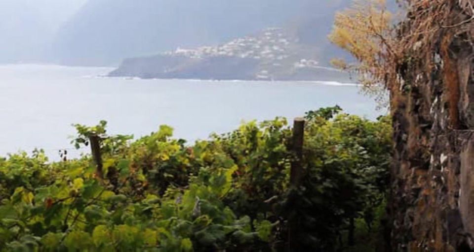 Visiting local Vineyard With Wine Tasting & Lunch included - Key Highlights You’ll Care About