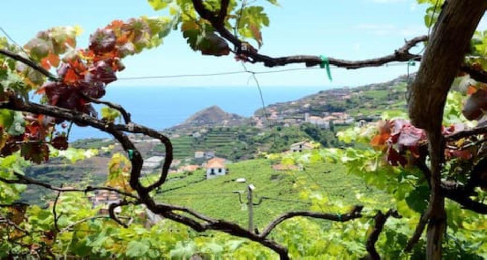 Visiting local Vineyard With Wine Tasting & Lunch included - Camara de Lobos Morning: Vineyards + a Famous Wine Lodge