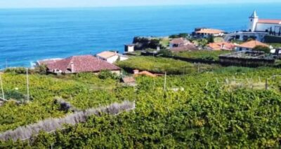 Visiting local Vineyard With Wine Tasting & Lunch included - Pickup From Funchal (and How Not to Miss the Van)