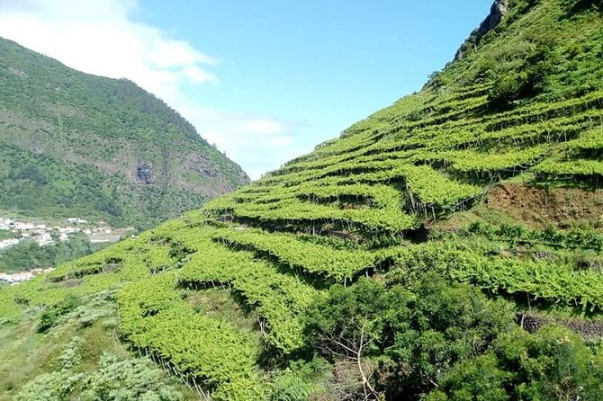 Visiting local Vineyard With Wine Tasting & Lunch included - Camara de Lobos (Again): Fortified Madeira Tasting in a 1850 Setting