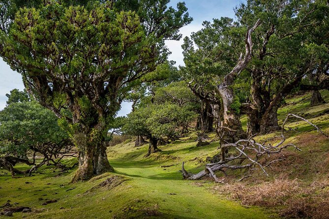 Walk - Levada of Alecrim - Key Highlights
