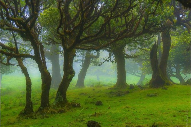 West Madeira 4x4 Tour with Local Guide - Stop 2: Posto Florestal Fanal—misty forest vibes without the hassle