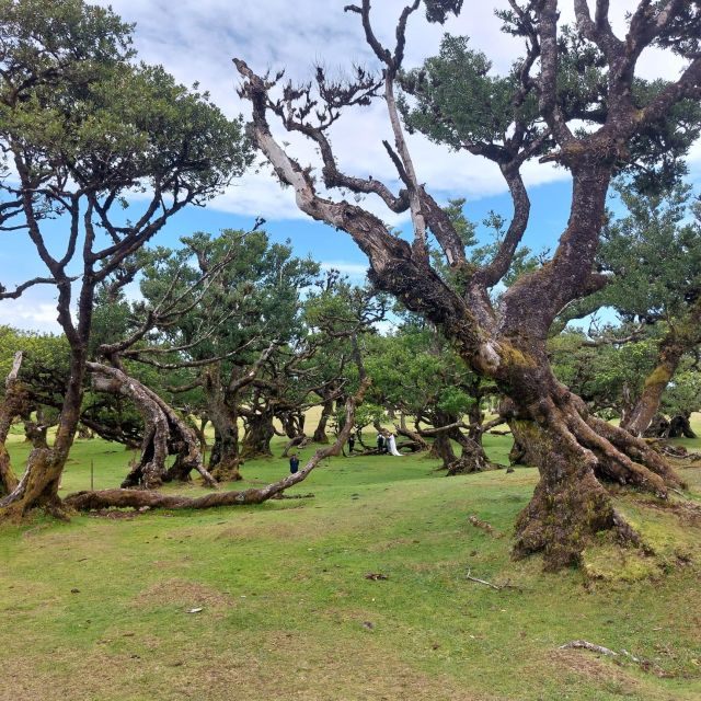 West Madeira:, Laurel Forest, Waterfall, Rock Pools, Walk - Key things that make this West Madeira tour worth your time
