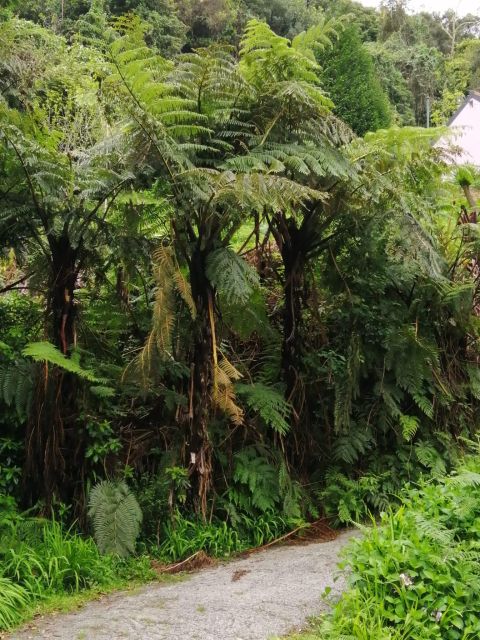 West Madeira:, Laurel Forest, Waterfall, Rock Pools, Walk - Vineyard stop and São Vicente: wine at the north coast finish