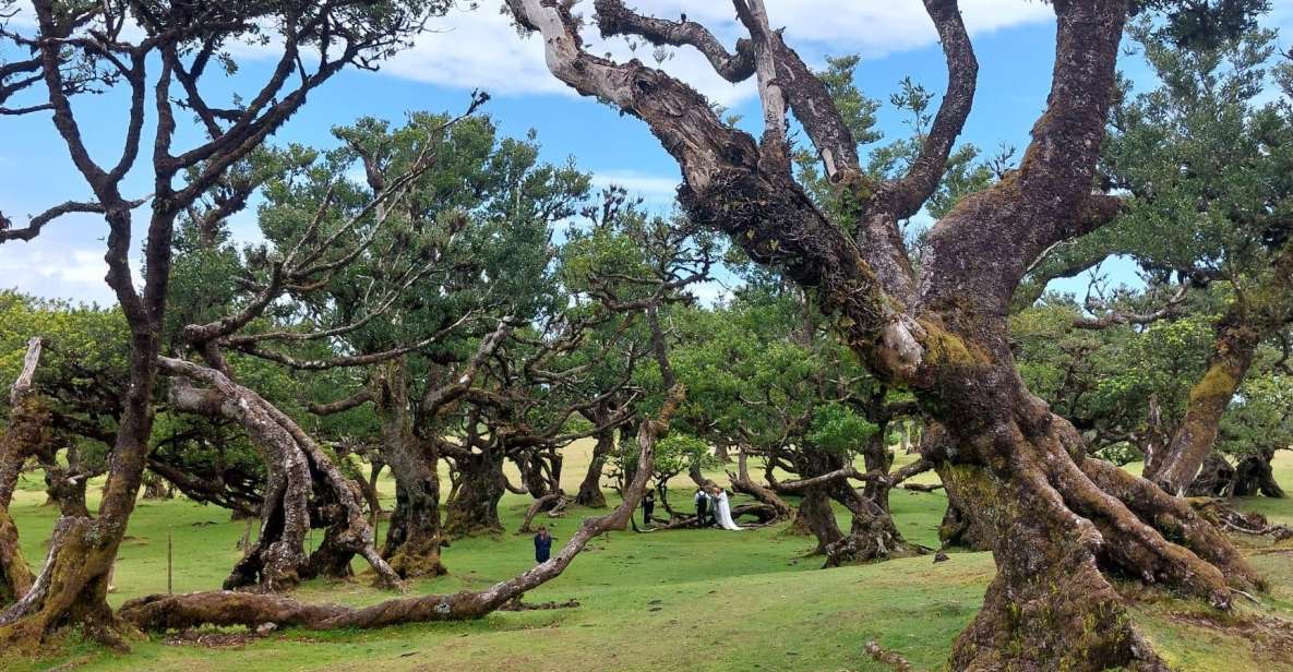 West Madeira:, Laurel Forest, Waterfall, Rock Pools, Walk - Getting on the bus in Funchal: pickup, timing, and what to pack