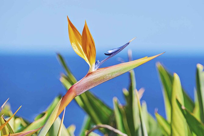 West of Madeira Private Full-Day Tour with Pickup from Funchal - Pickup, Timing, and the Practical Side of Being Private