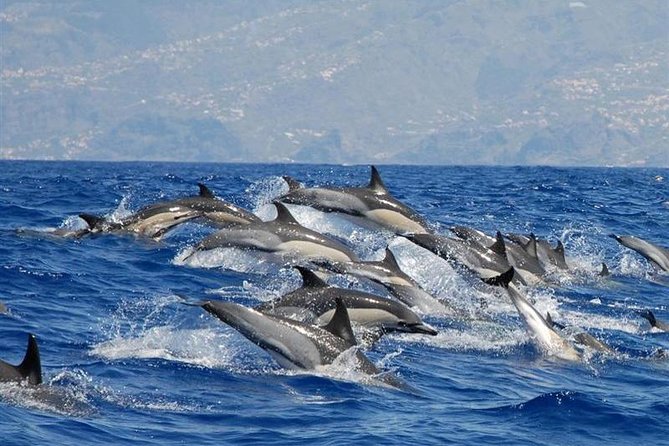 Whale and Dolphin Watching in Calheta, Madeira Island - Quick reasons to book this Calheta sea safari
