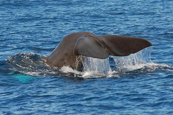 Whale and Dolphin Watching in Calheta, Madeira Island - Calheta’s RIB experience: why the boat style matters