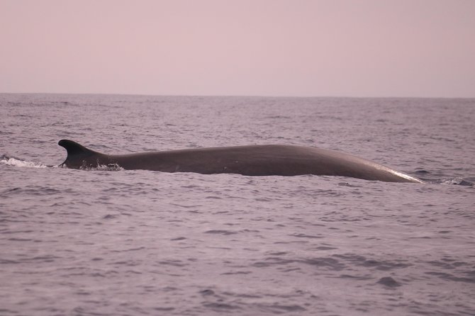 Whale and Dolphin Watching in Calheta, Madeira Island - The ride: speed, waves, and how to stay comfortable
