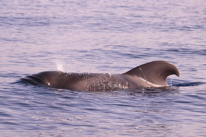 Whale and Dolphin Watching in Calheta, Madeira Island - From departure to return: what a 2-hour trip feels like