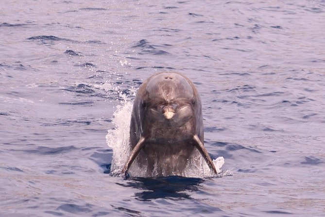 Whale and Dolphin Watching in Calheta, Madeira Island - Live commentary in English: what you’ll hear while you watch