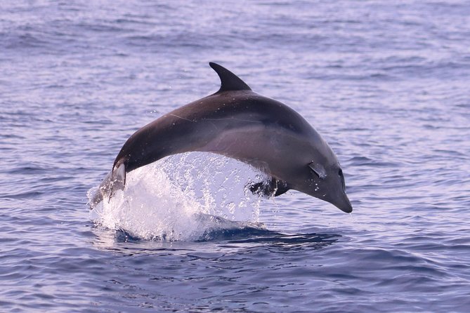 Whale and Dolphin Watching in Calheta, Madeira Island - Conservation vibe: calmer viewing and even a cleanup