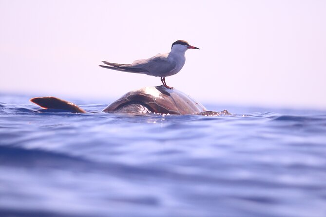 Whale and Dolphin Watching in Calheta, Madeira Island - Price and value: is $72.56 a fair deal?