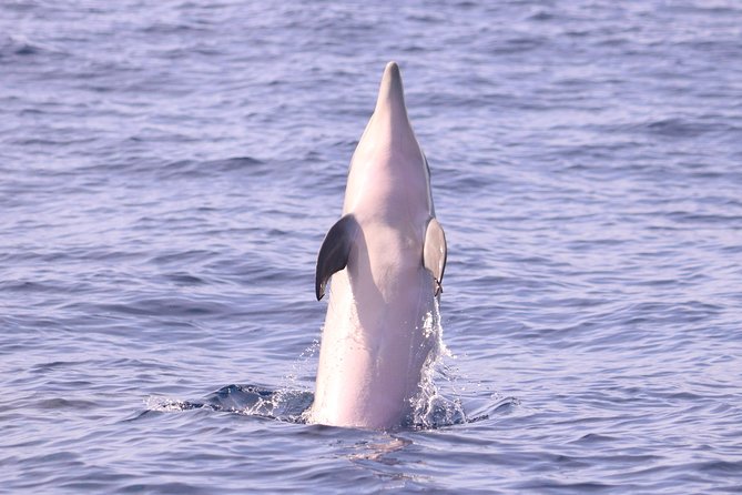 Whale and Dolphin Watching in Calheta, Madeira Island - The spotter system: how you get close without chasing