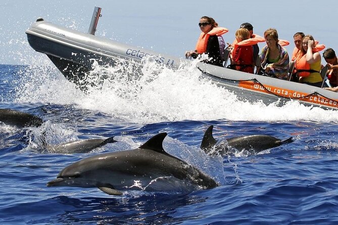 Whale and Dolphin Watching Tour from Funchal - Key Things I’d Watch For Before You Go